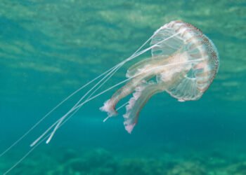 5 tipos de medusas que puedes encontrar en La Manga y Cabo de Palos (Mar Mediterráneo)